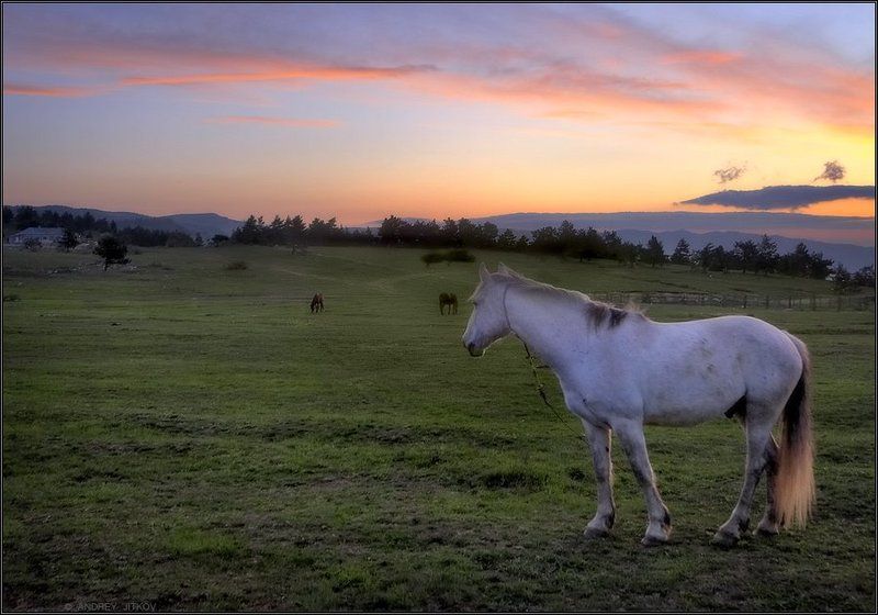 крым, рассвет, конь, пейзаж * * *photo preview