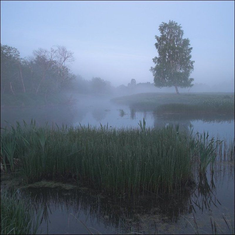 Цветная квадратная утренняя летняя картинка с березой на берегу Званы у Жуковоphoto preview