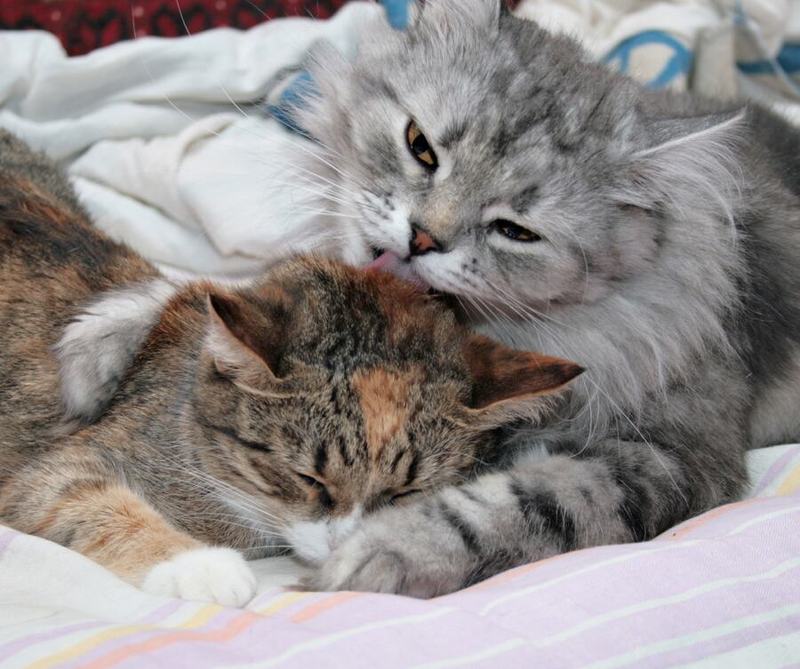 дуся, мурз, объятия Объятия. Мурз+Дусаphoto preview