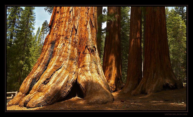 The Bachelor and the Three Gracesphoto preview