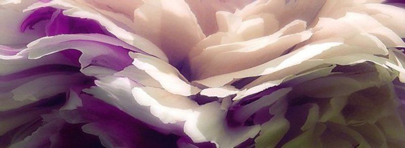 цветок Пионphoto preview