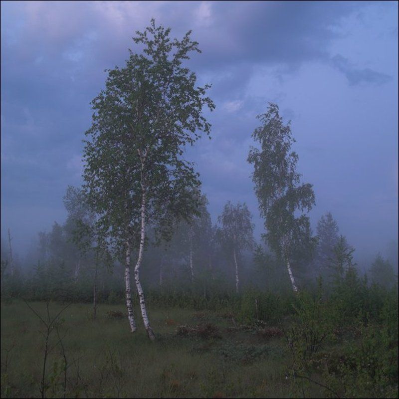 Летняя цветная ночная болотная картинка с березамиphoto preview