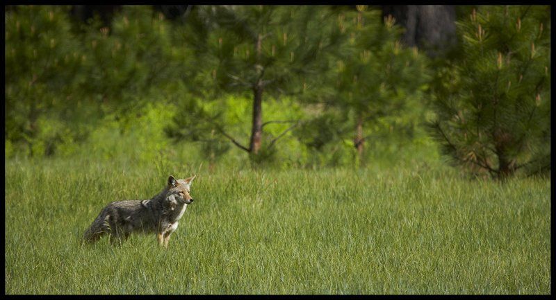 Coyote (Canis latrans), Yosemite.photo preview