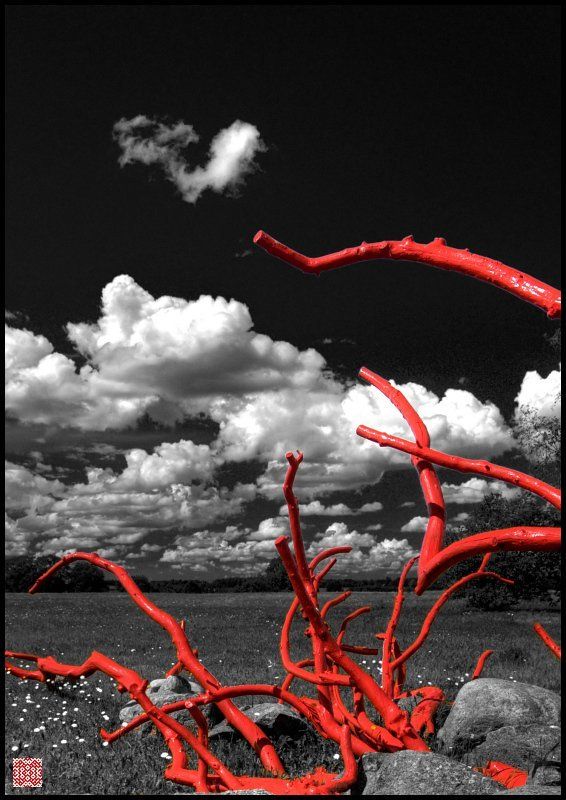 педвале Pedvale. Небесные корниphoto preview