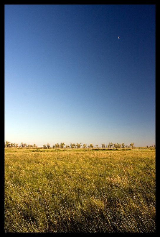степь, луна, карагач, ковыль, фотография На границеphoto preview