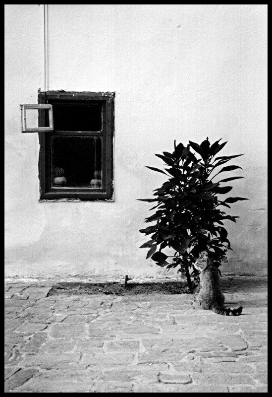 кошка у окошкаphoto preview