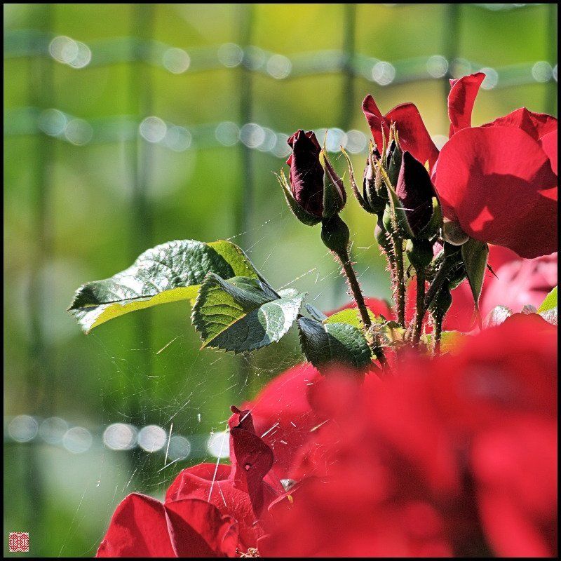 Вы дарили мне розы... (ну и далее по тексту)photo preview