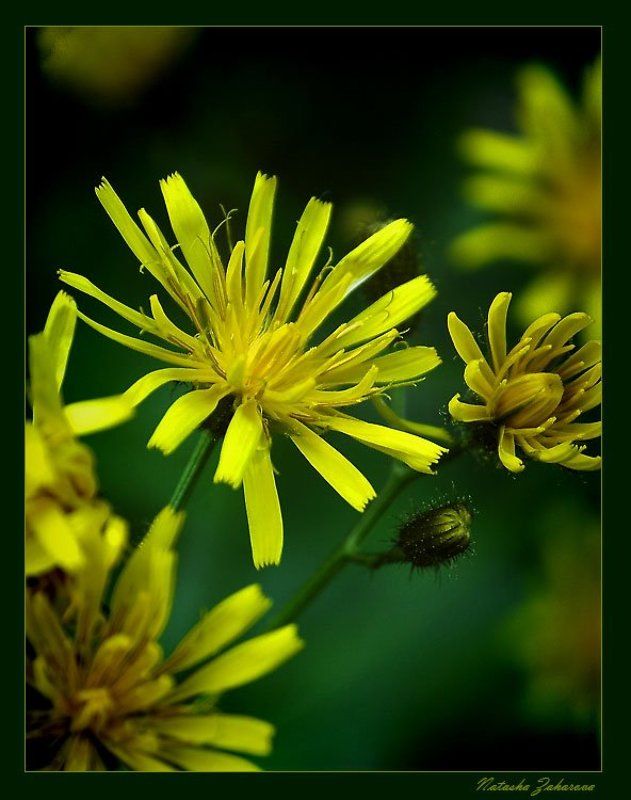 Солнышки...photo preview