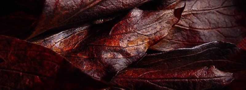 листья Листьяphoto preview