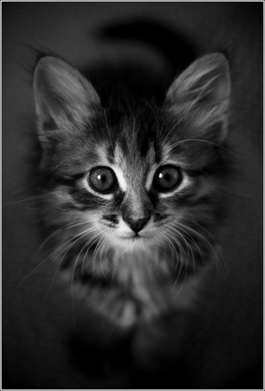 \\nameless_catphoto preview