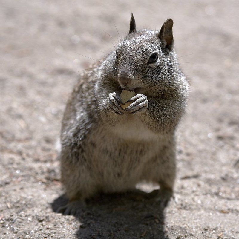 Не дам! Моё!photo preview