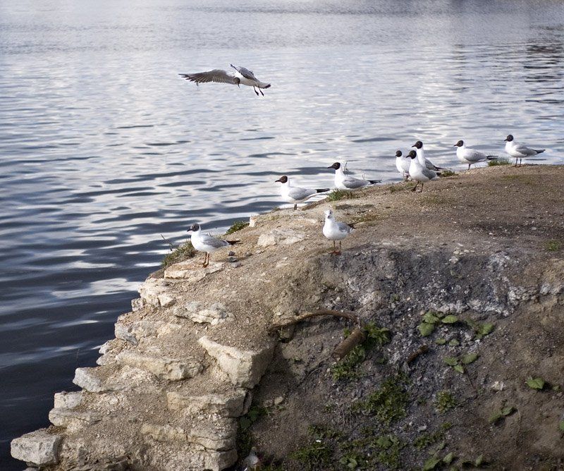 чайки,небо,вода,шлиссербург Первый пошелphoto preview