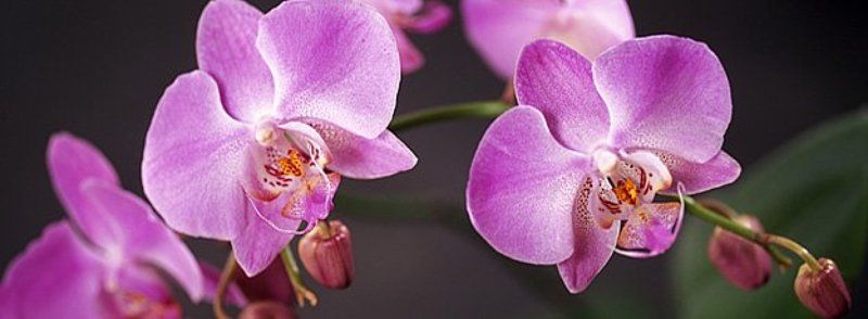 цветок Орхидеяphoto preview