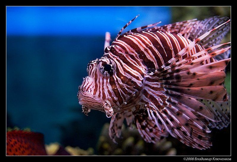 Зеброрыбphoto preview