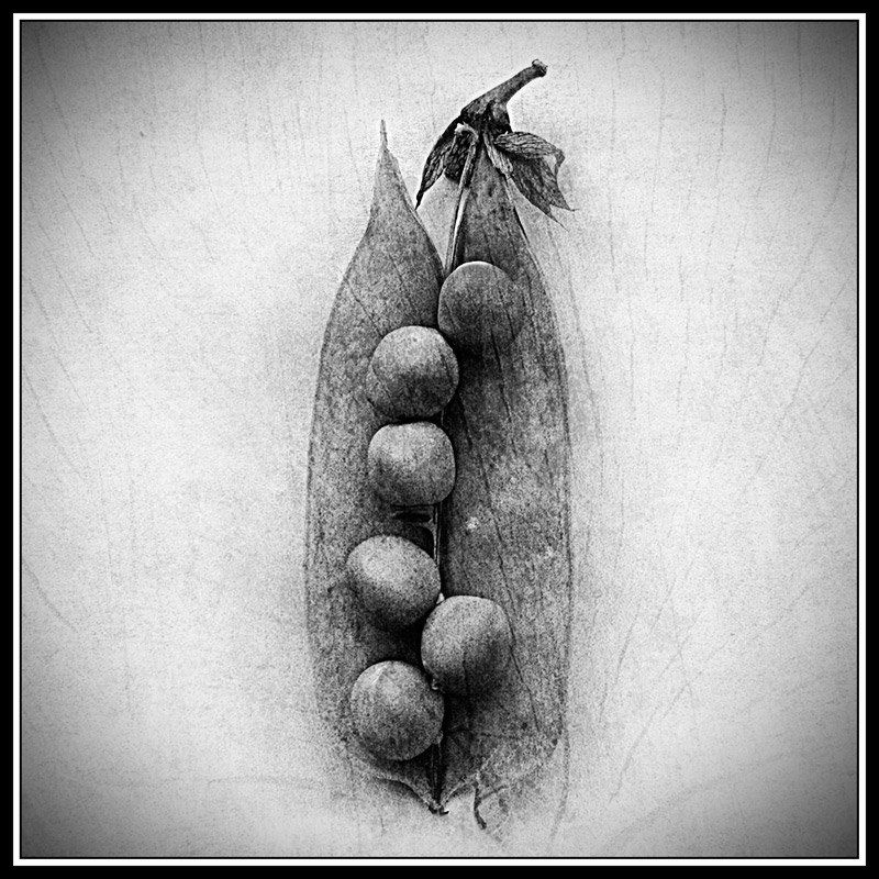 Анатомия стручкаphoto preview