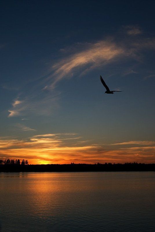 закат, озеро, чайка На закатеphoto preview