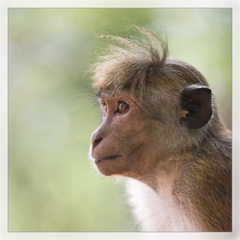 шри ланка Портретphoto preview