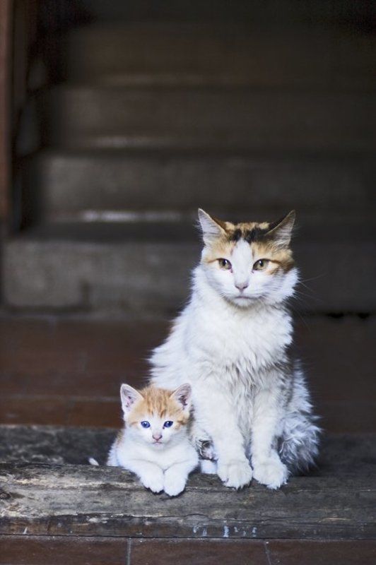 кошка,котенок,подъезд,неизвестность,ожидание Ожиданиеphoto preview