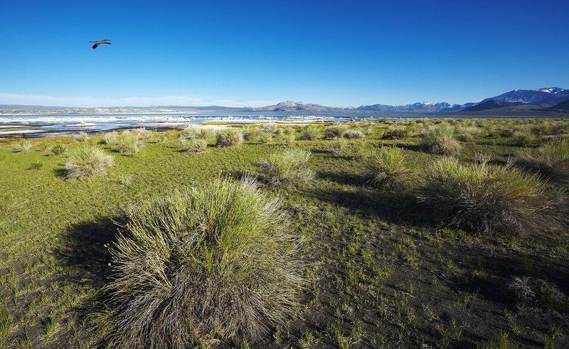 Mono Lakephoto preview
