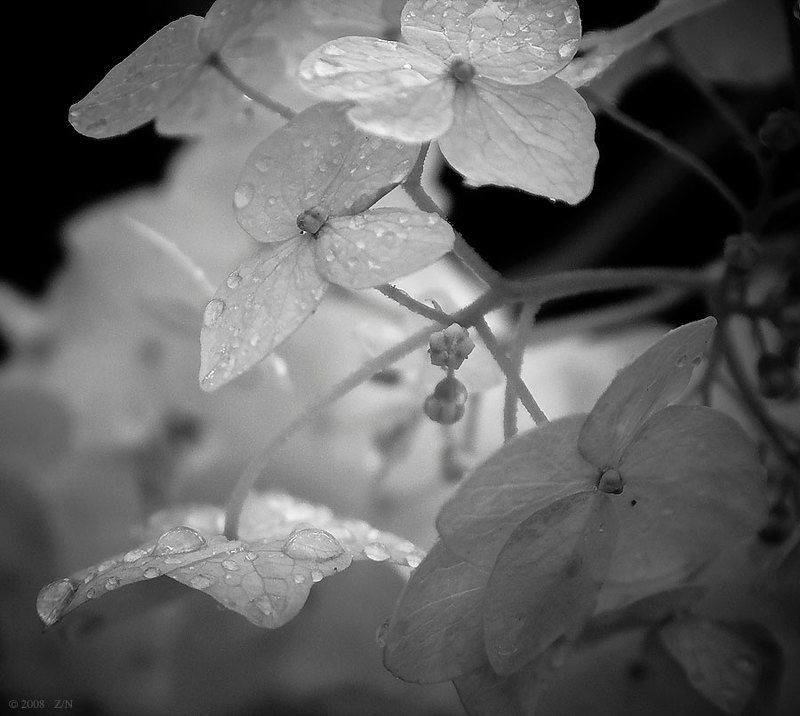 капли, цветы, гортензия, слёзы Прекрасны душевные слёзы...photo preview