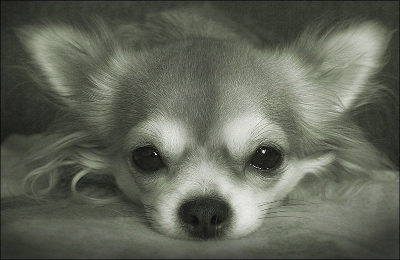 В раздумьях...photo preview