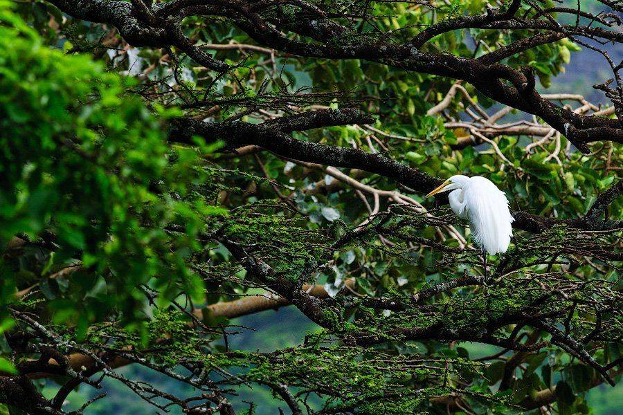 животные, птицы, дикая природа, млекопитающие, кролик, wildlife, animals, эфиопия, африка, birds, цапля, белый, Илья Гомыранов