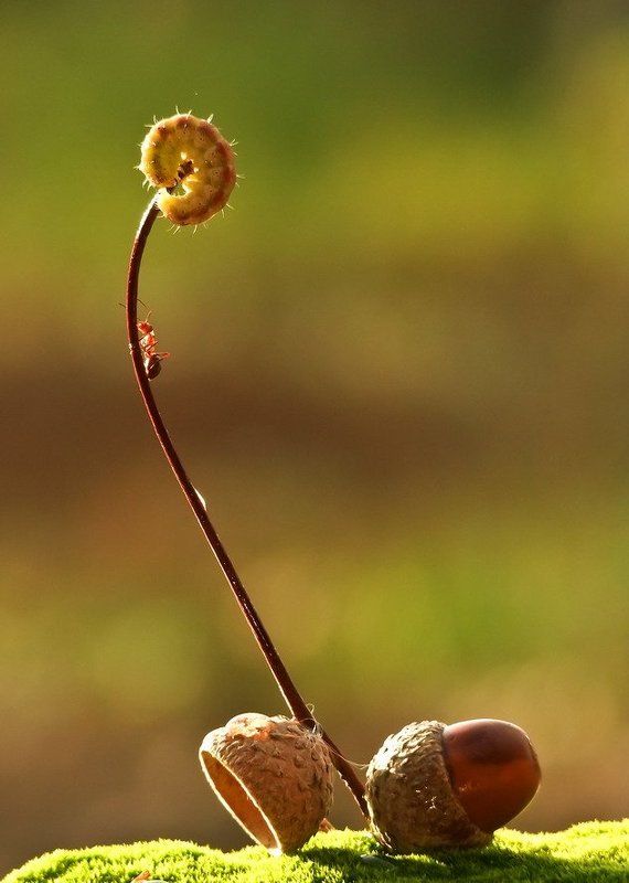 муравей.гусеница ВРЕШЬ.НЕ УЙДЕШЬ.photo preview