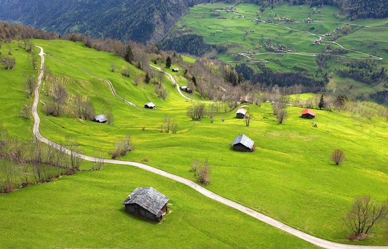 Там где цветут одуванчикиphoto preview