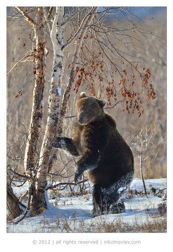 Берёзка и Белоухий