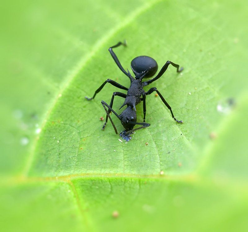 macro, closeup, insect, макро, насекомые, gnilenkov Черный рыцарь....photo preview