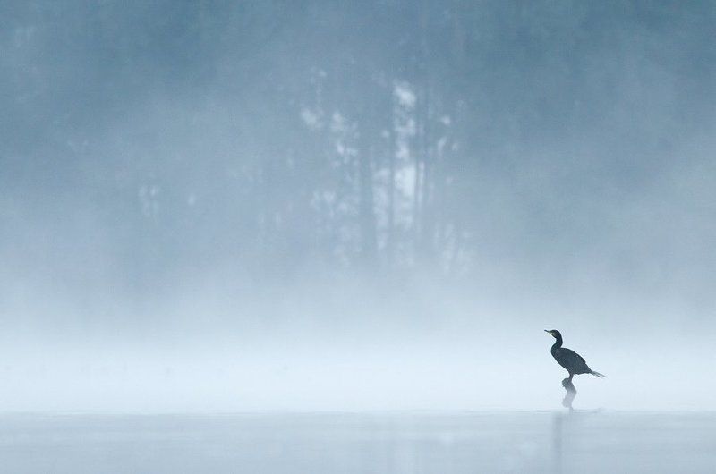 Great Cormorantphoto preview