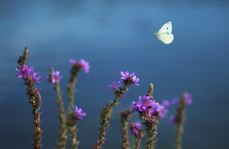 Мгновение жизниphoto preview