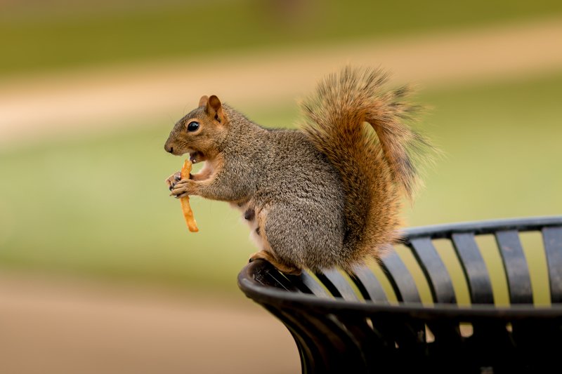 Modern mama squirrelphoto preview