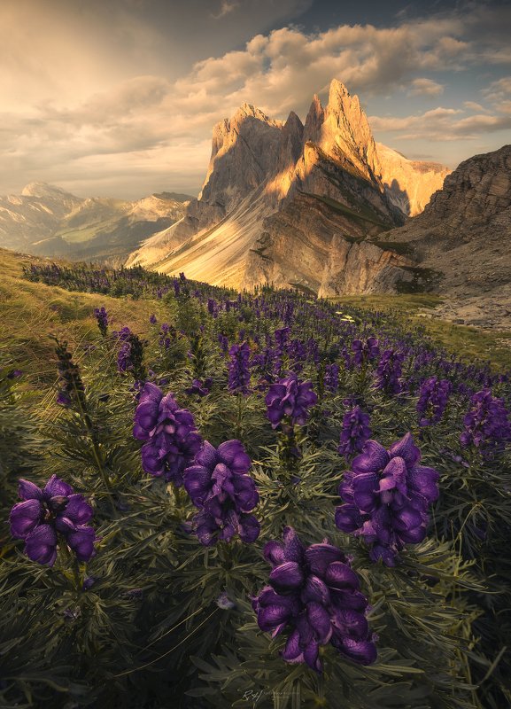 #landscape, #dolomites, #italy, #fineart, #sunset “Aconitum Napellus”photo preview