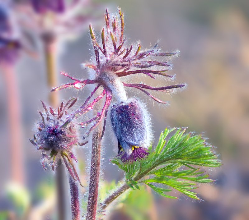 весна, цветы, сон-, трава Пастельная акварель, веснаphoto preview