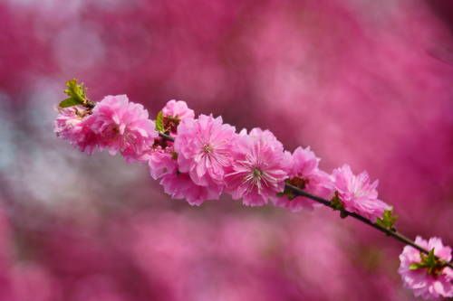 Red plum