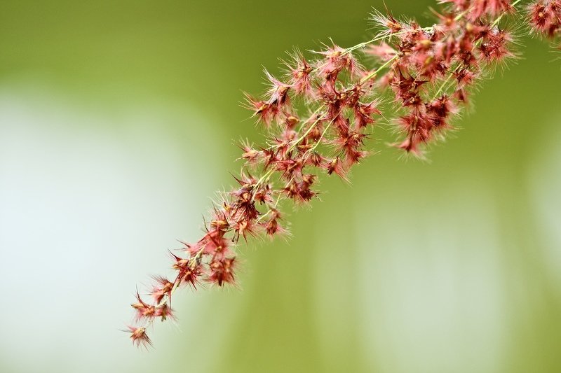 Red and Greenphoto preview