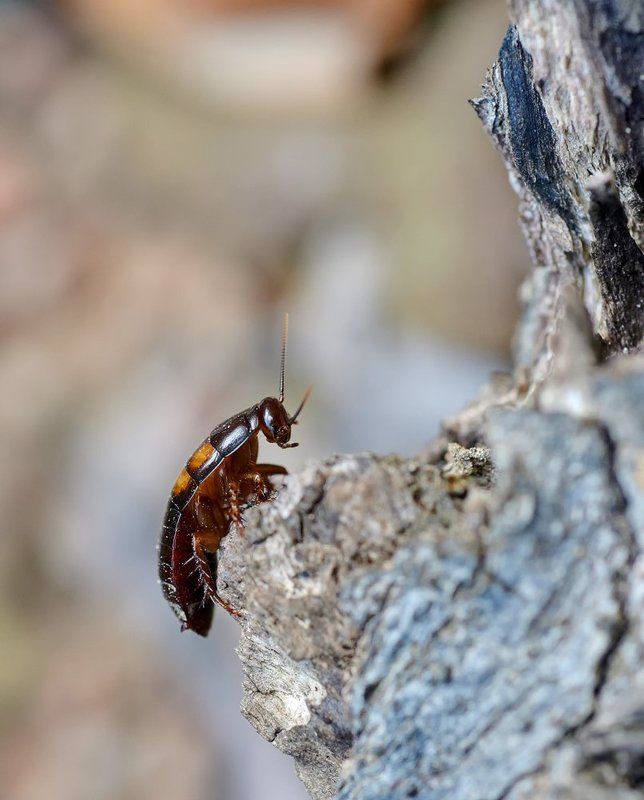 macro, closeup, insect, макро, насекомые, gnilenkov Скалолаз...photo preview