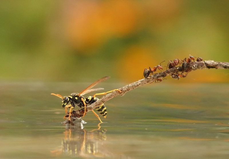 муравей.оса.схватка. В БОЙ ИДУТ ОДНИ СТАРИКИ.photo preview