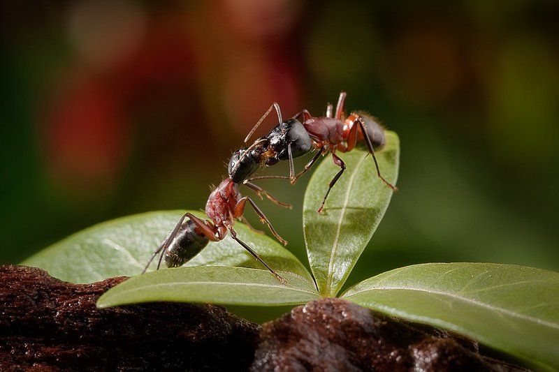 Trophallaxis Kissphoto preview