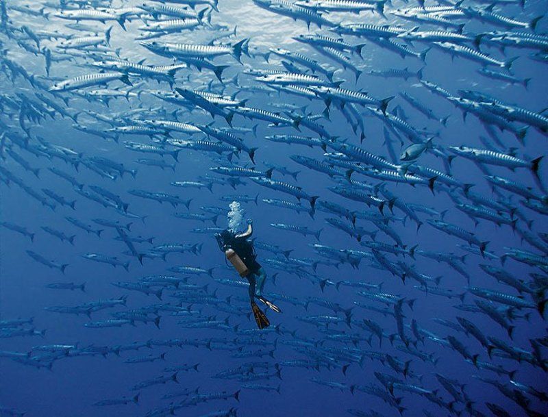 tahiti, barracuda, diver, underwater nitrogen tripphoto preview