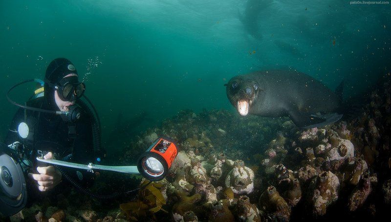 дайвинг, юар, котик say cheese !photo preview