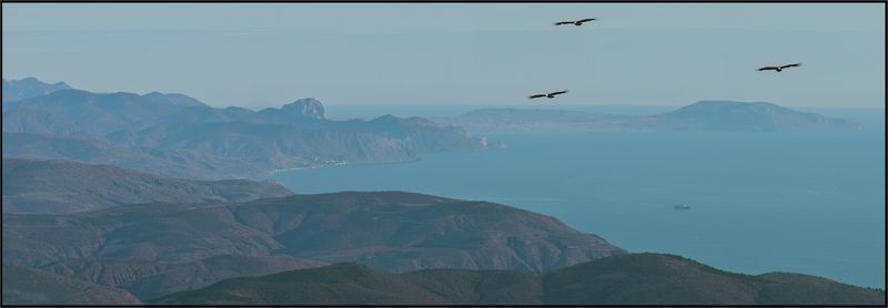 Белоголовый сип, Крым Крым, первое утро 2013photo preview