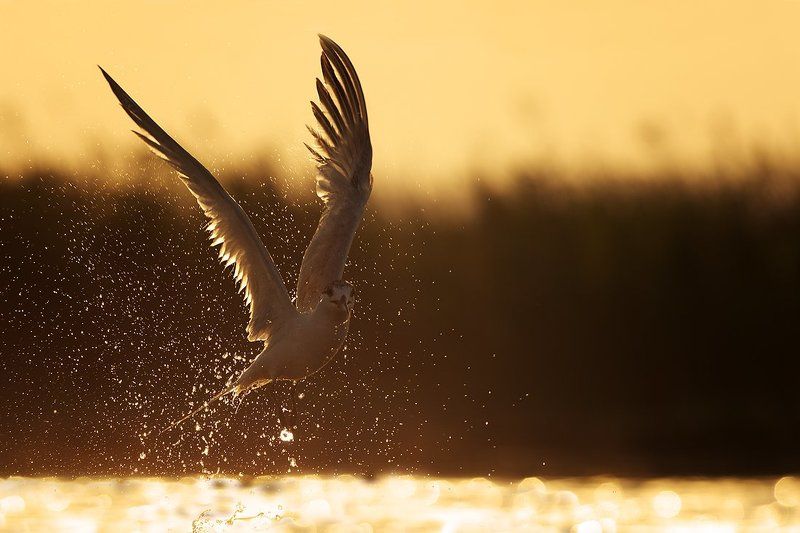 Крачка  - небесный танецphoto preview