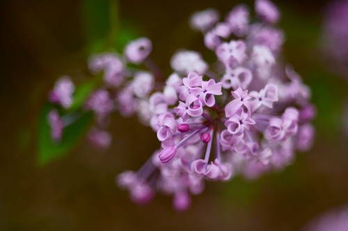Lilac