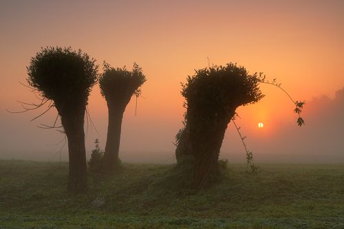 Three sisters