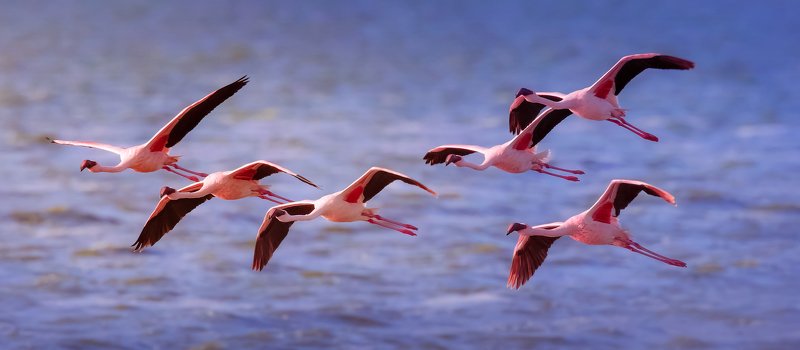 pink freedomphoto preview