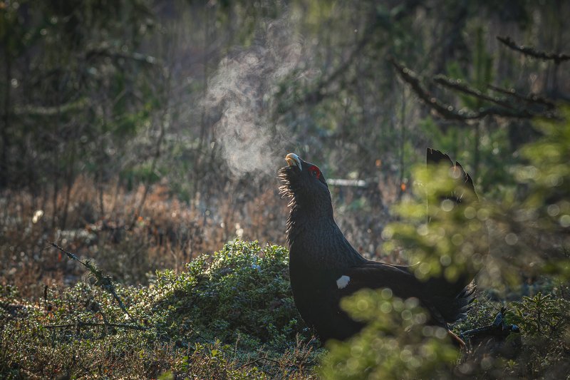 real wildlife, wildlife, nature, forest, wildlife photographer, capercaillie, bird photography, глухарь, tetrao urogallus, bird, nikon, “Freezing breath”photo preview