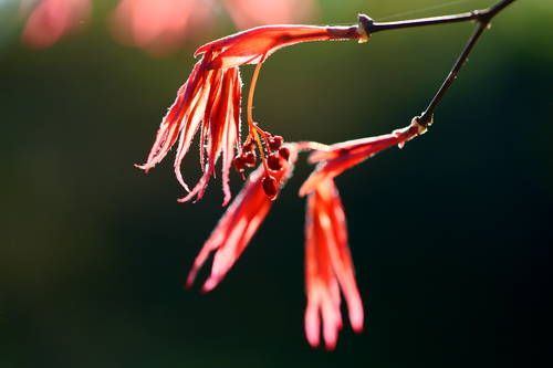Maple new leaves