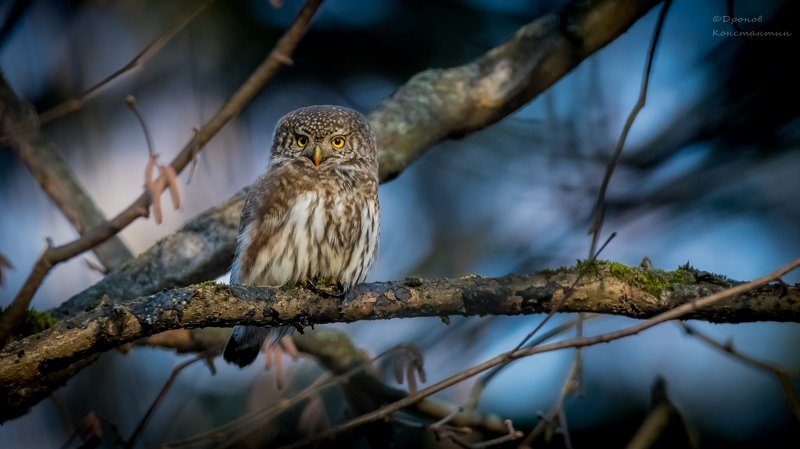 Птицы, Сыч, ФотоОхота Маленький хозяин темного лесаphoto preview